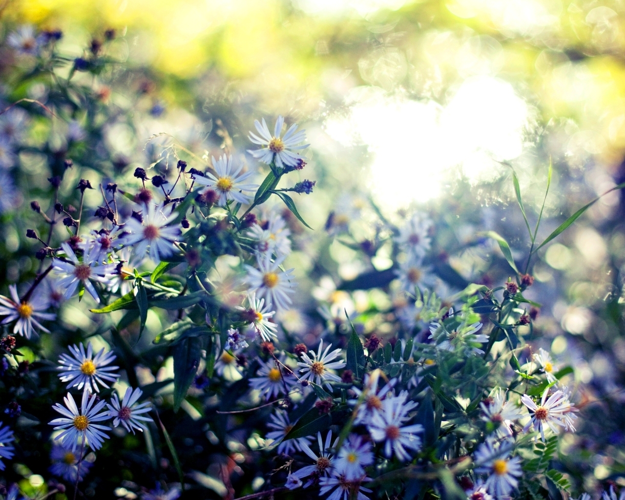 Мелкие цветочки