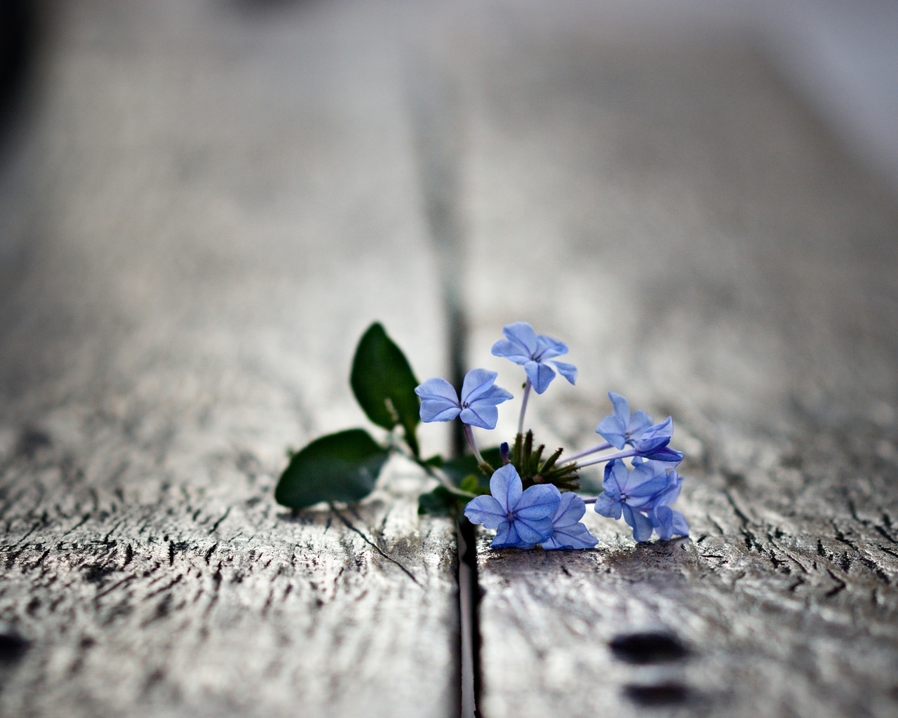 Маленькие цветочки