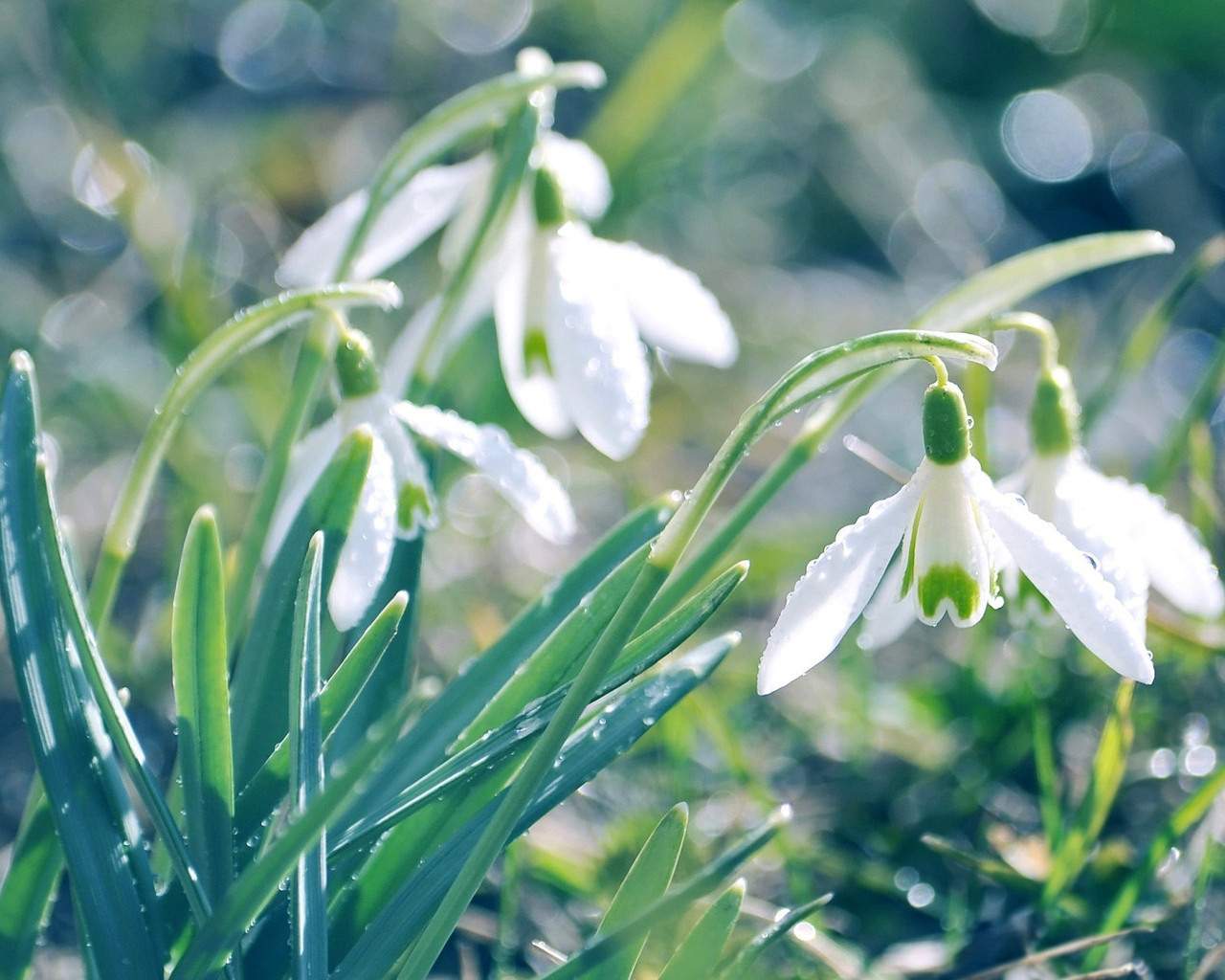 Подснежники