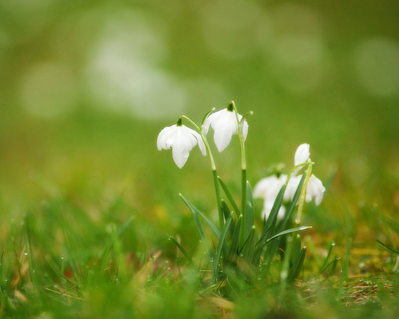 Подснежники в траве