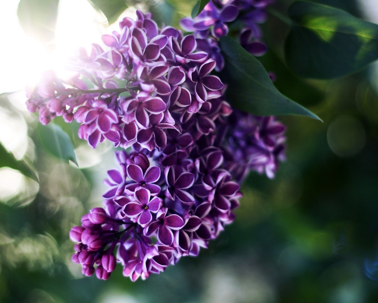 Веточка сирени