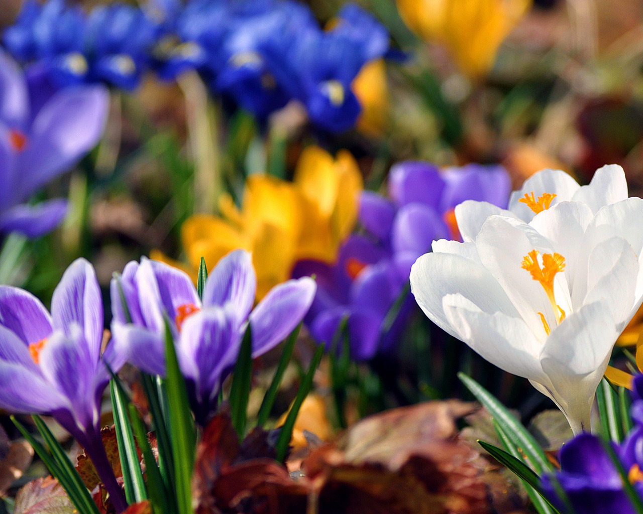 Весенняя красота