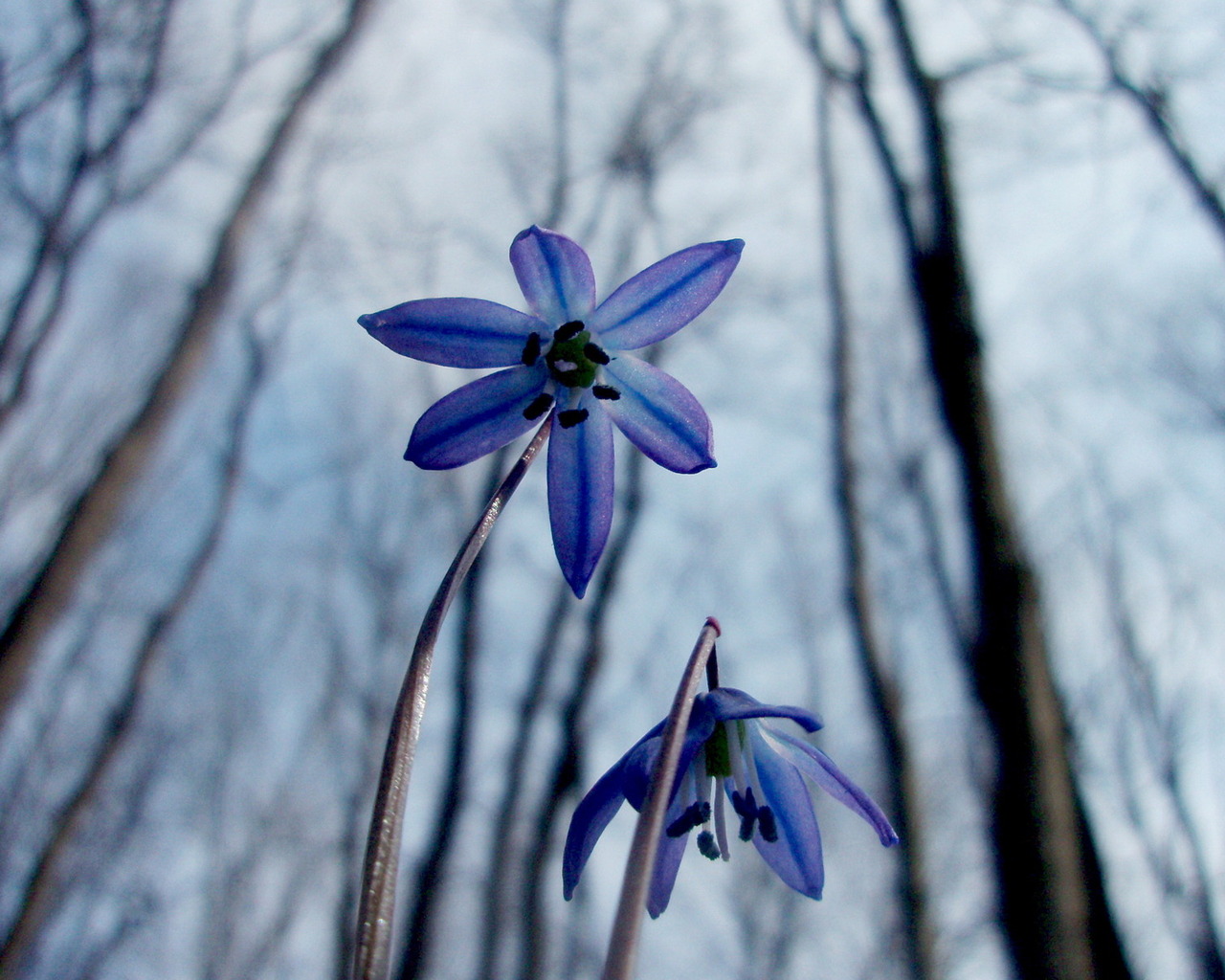 Весенние цветочки