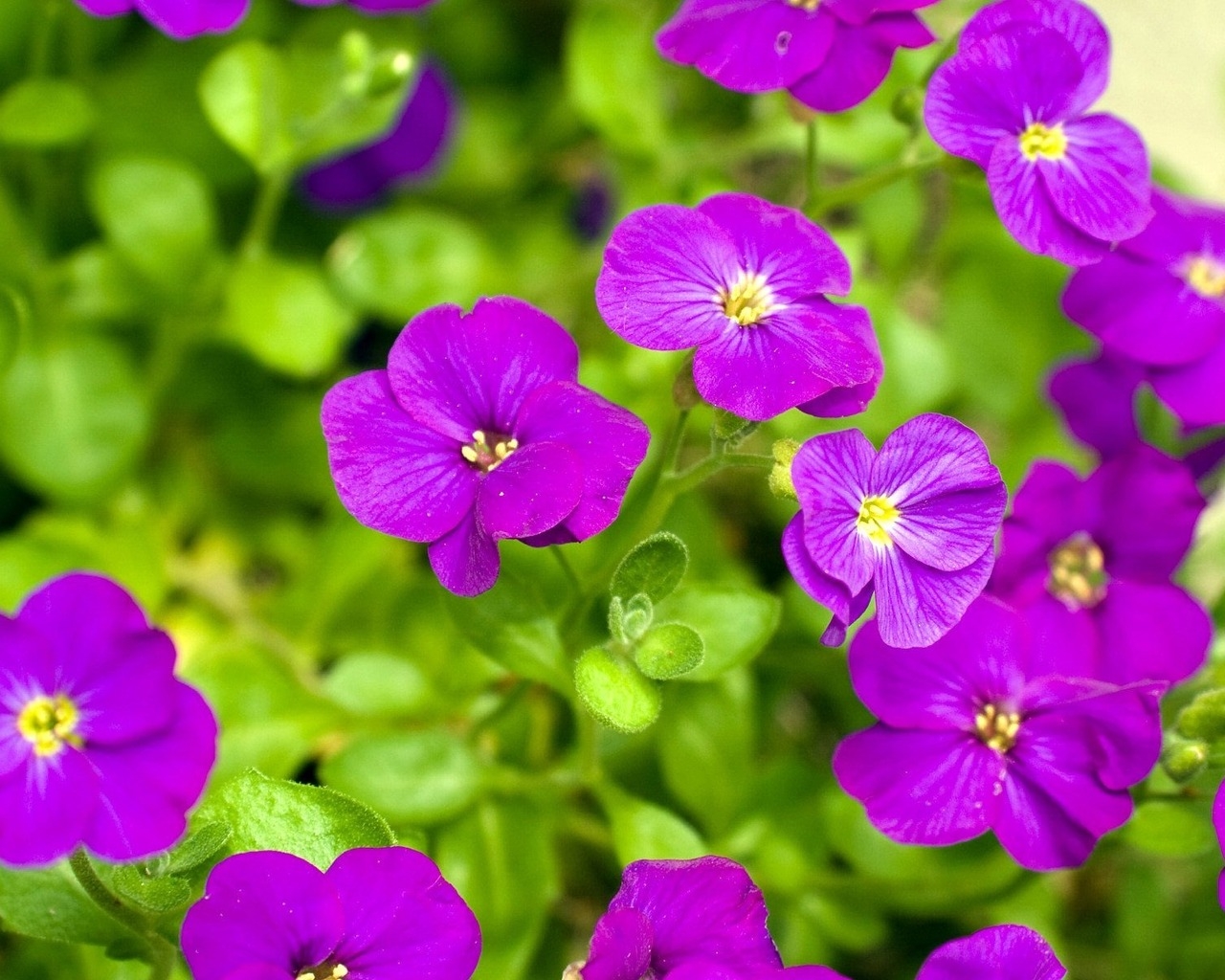 Весенние цветочки