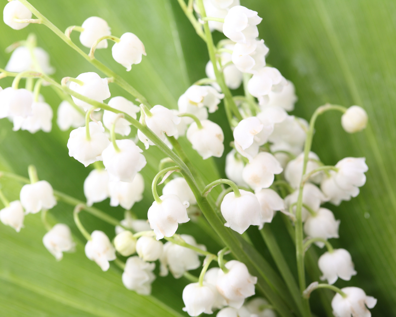 Весенние ландыши