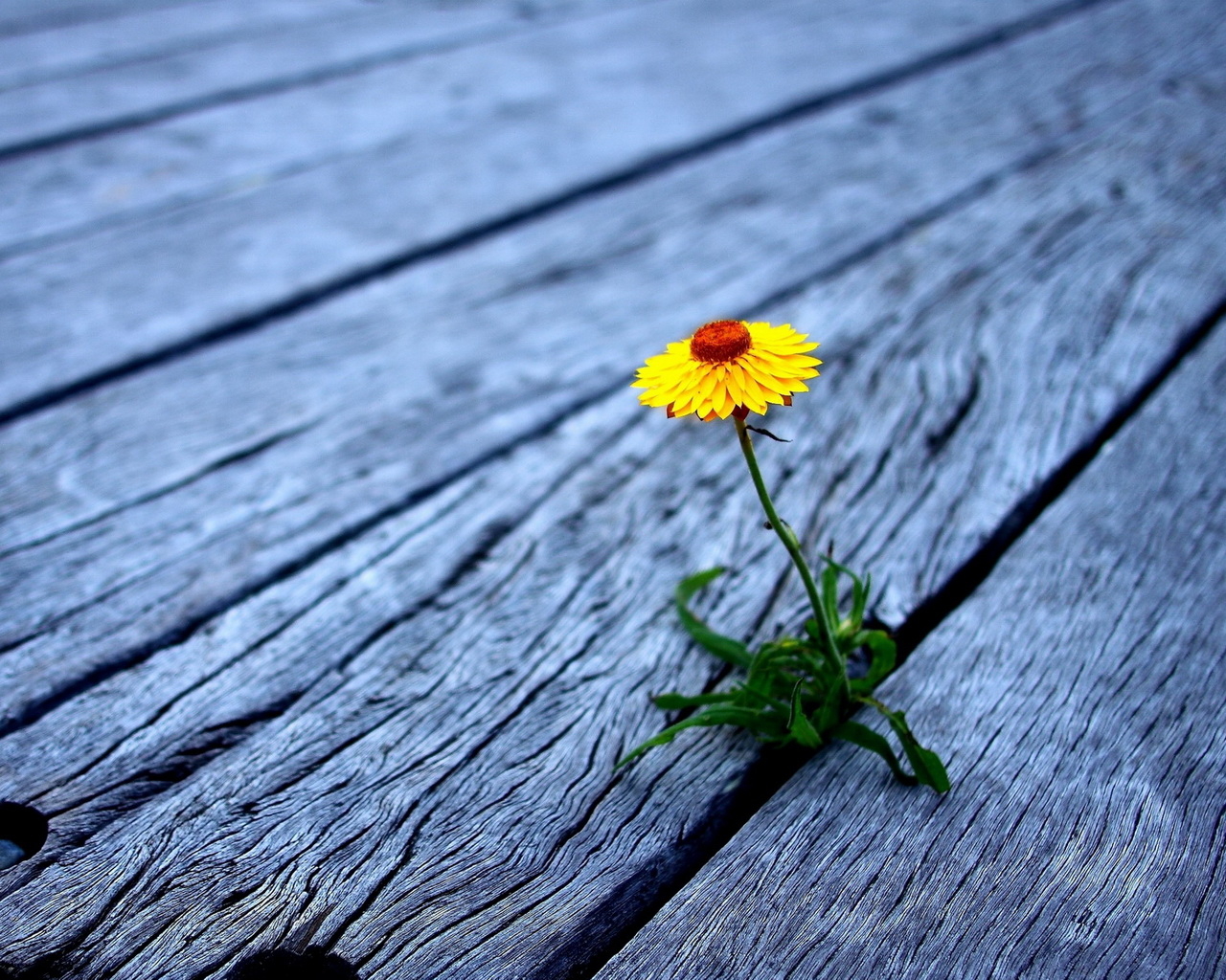 Проросший цветок