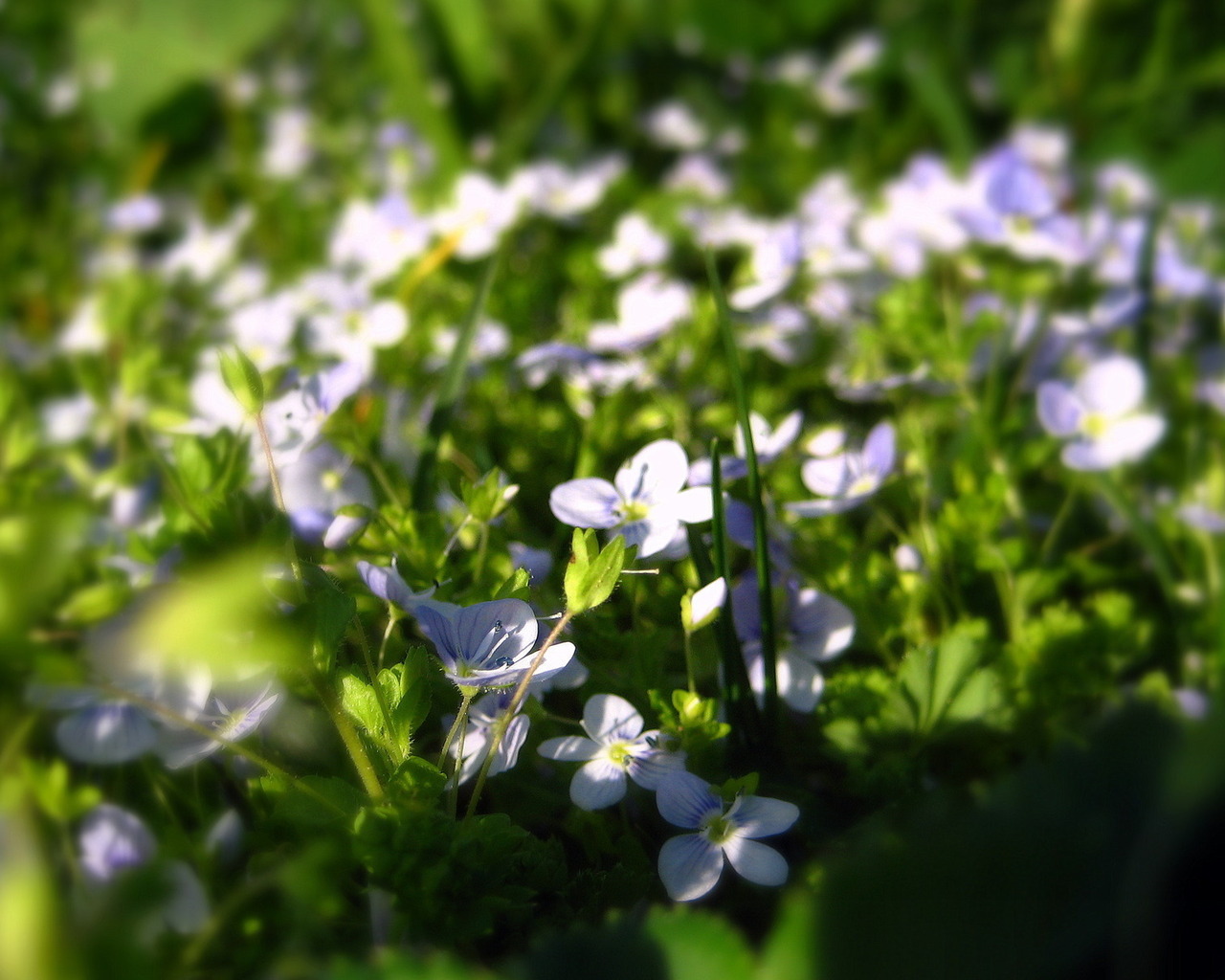 Летние нежные цветочки