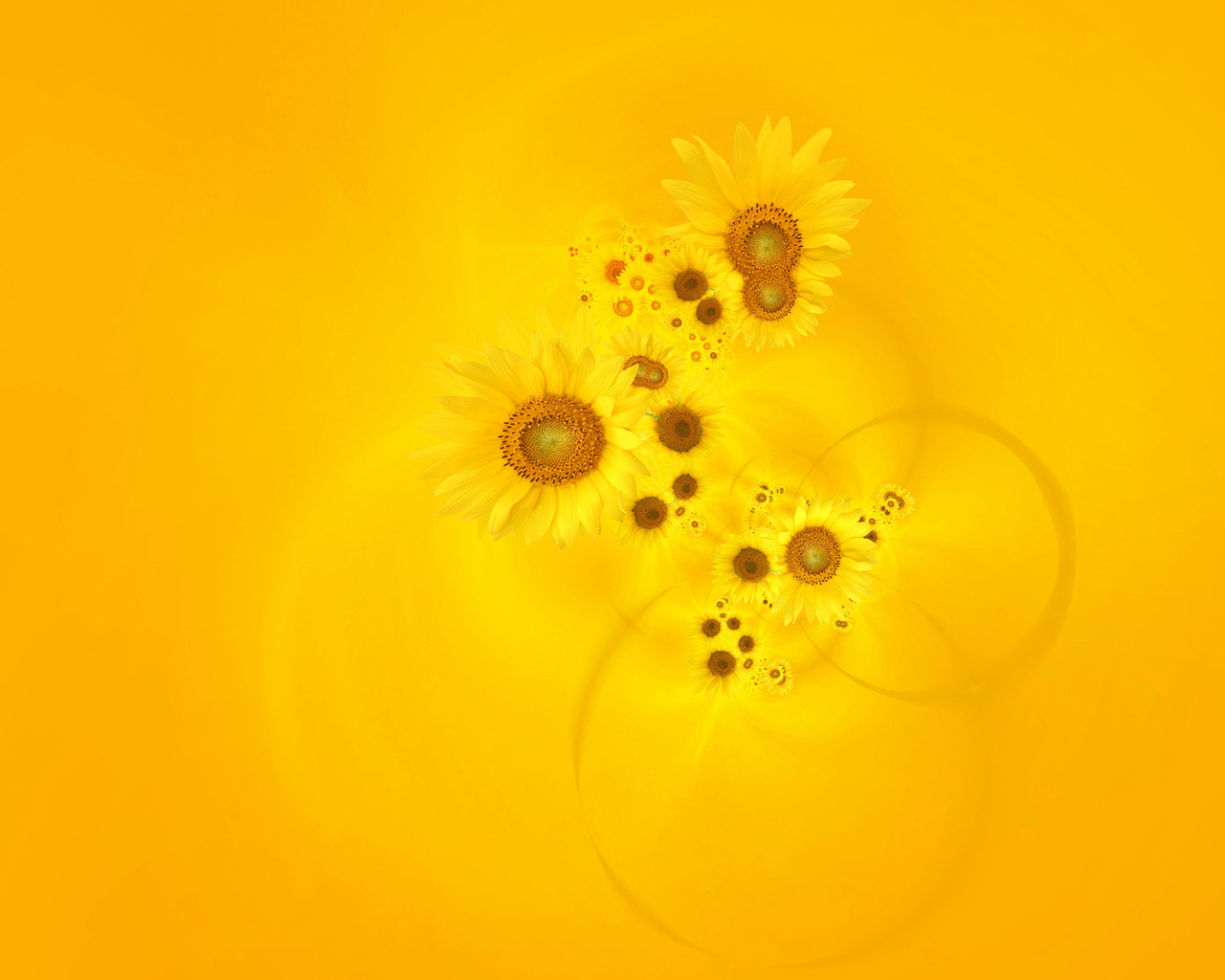 Подсолнухи на желтом фоне