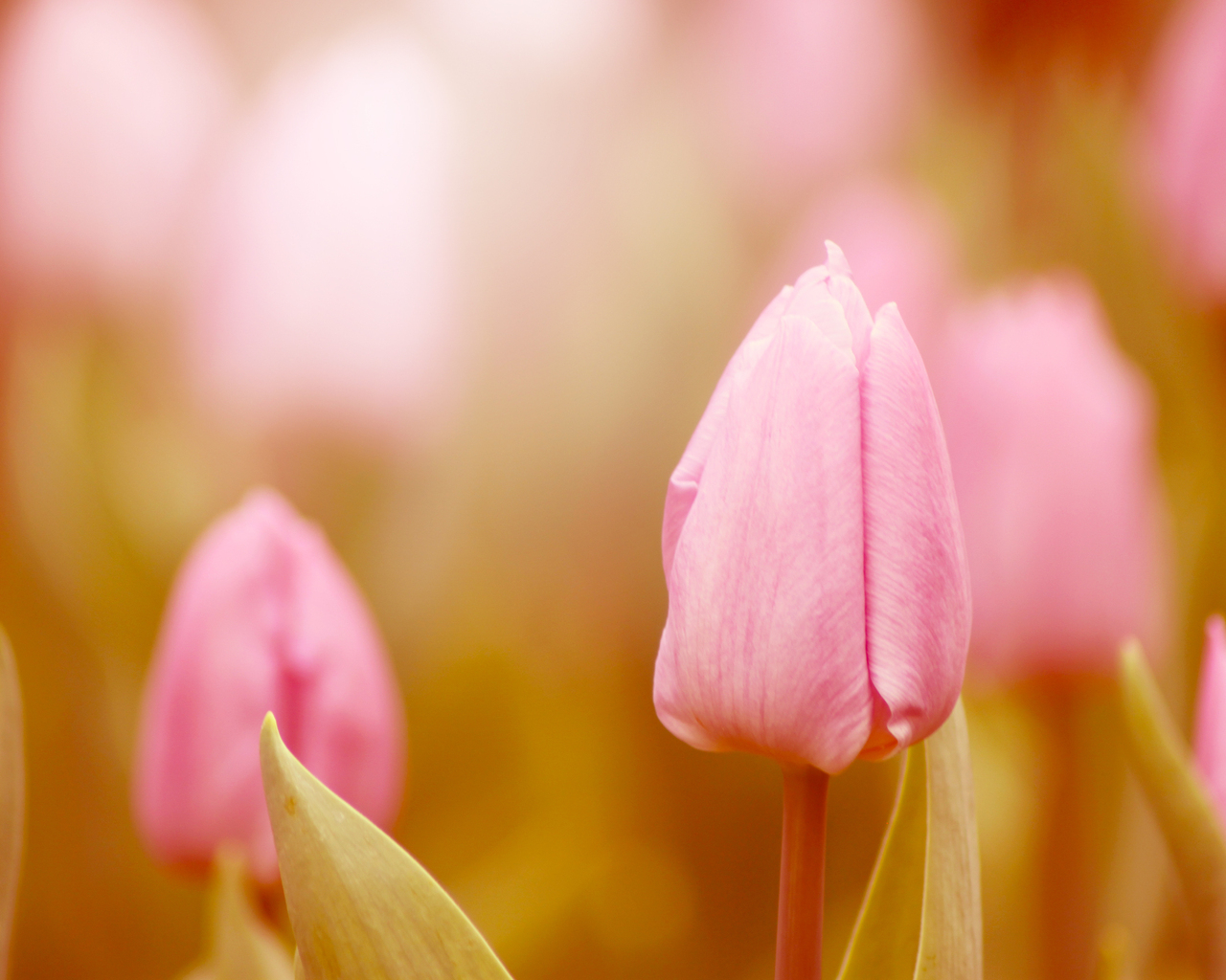 Нежные тюльпаны