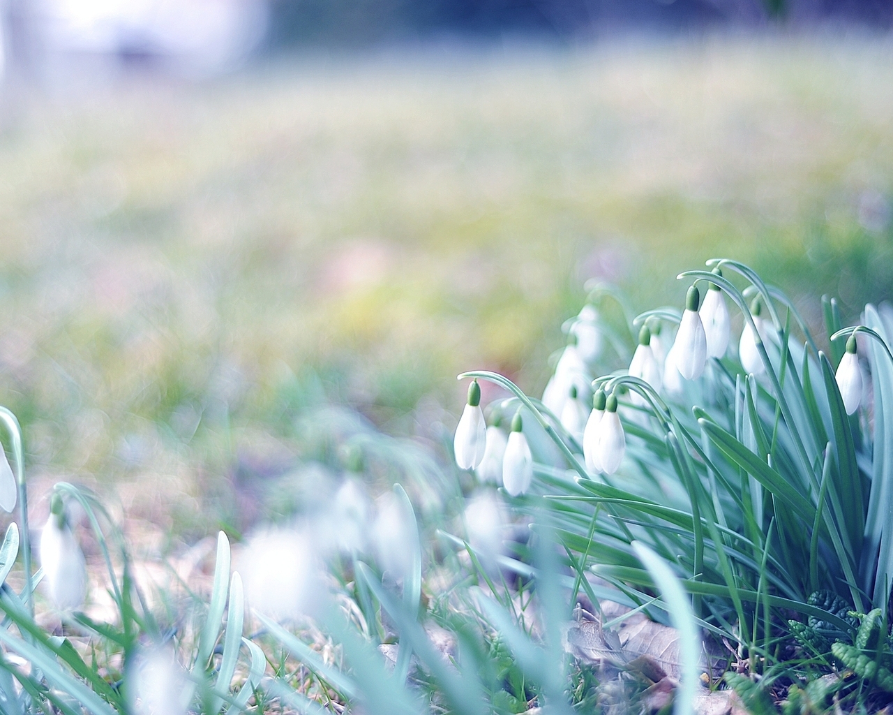 Первые подснежники