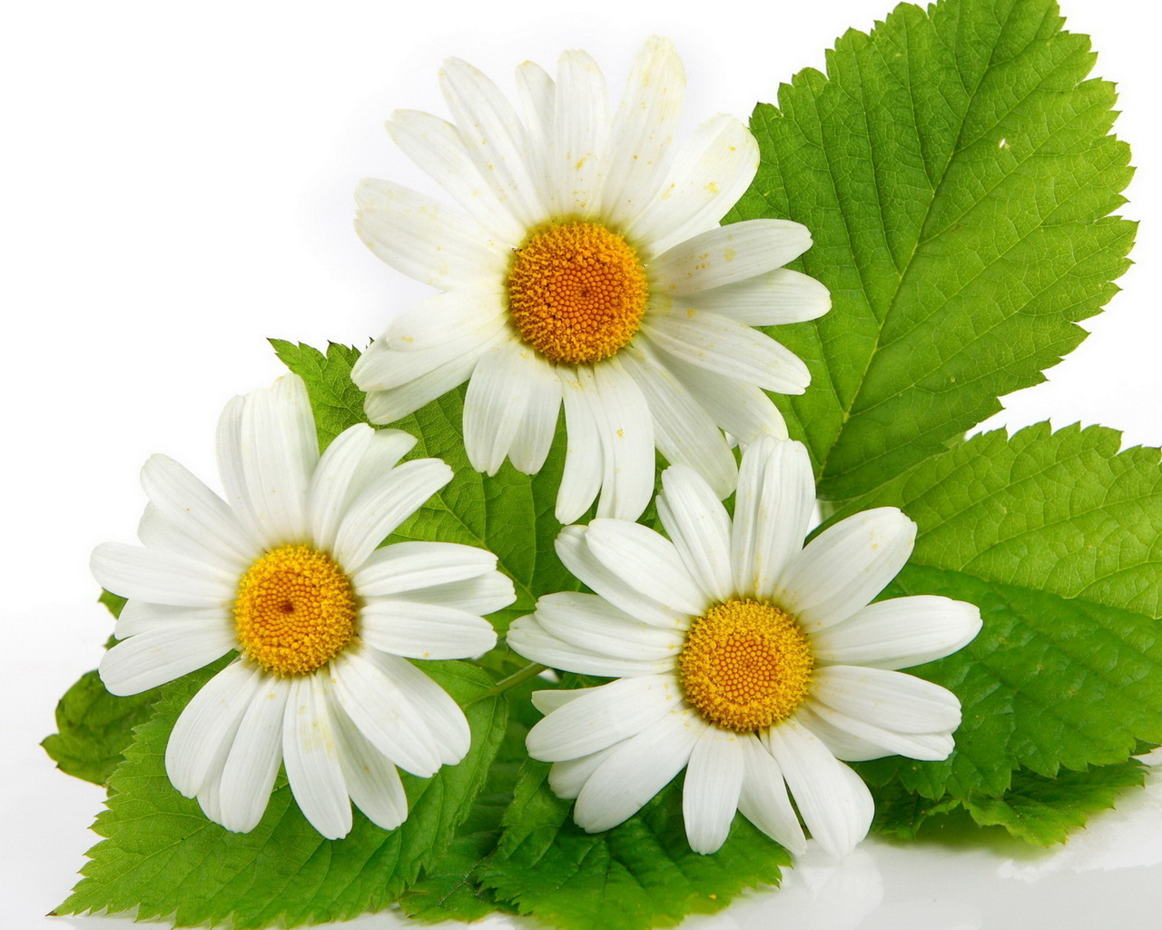 Три ромашки