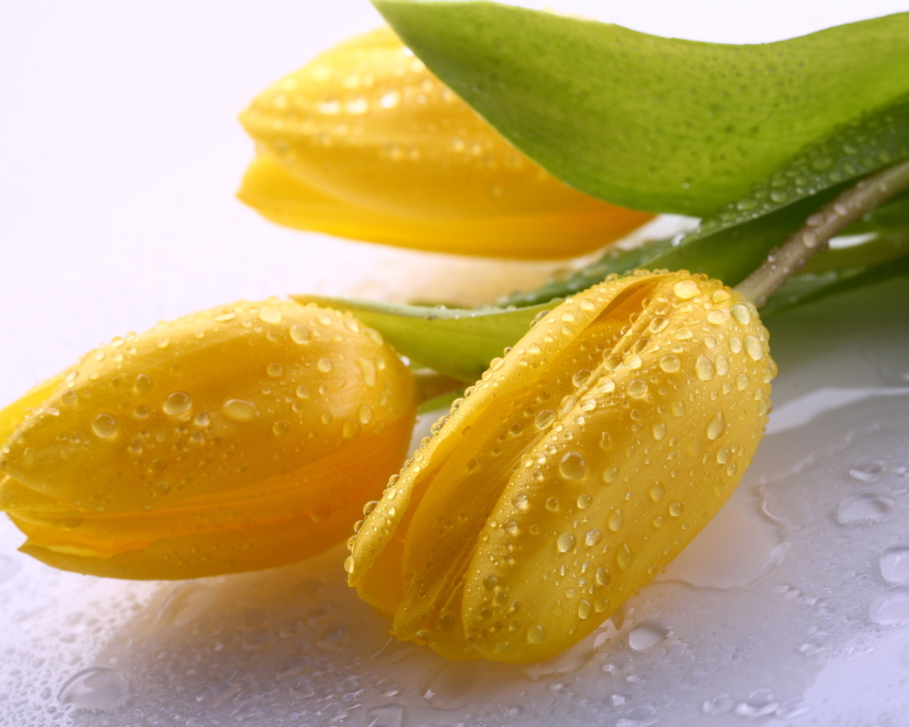 Три желтых тюльпана