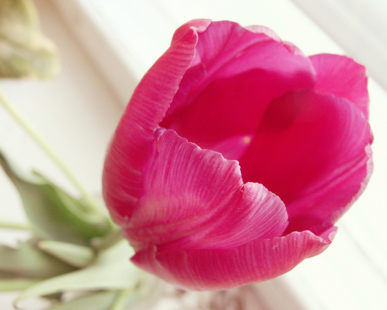 Раскрывшийся тюльпан