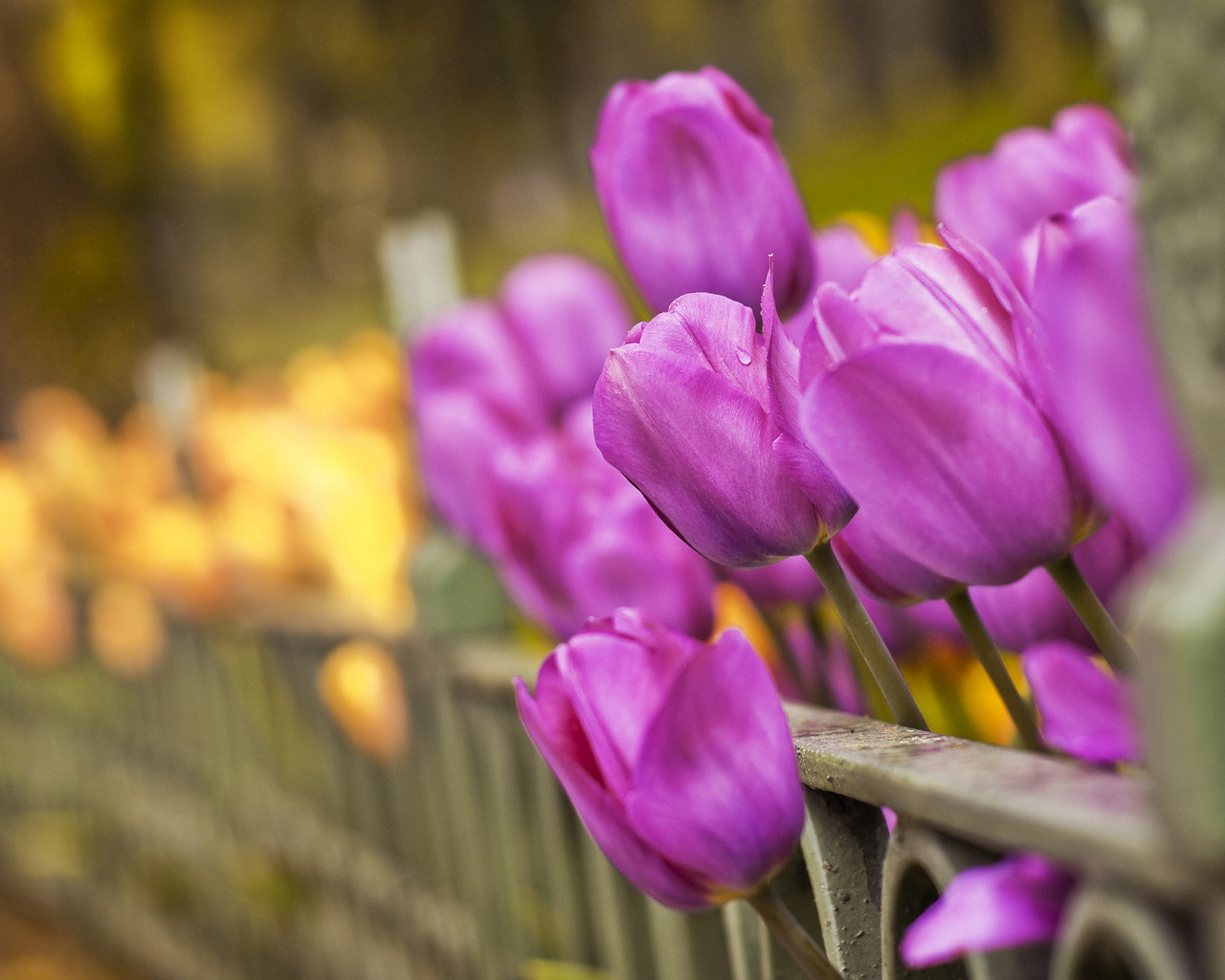 Тюльпаны вдоль забора