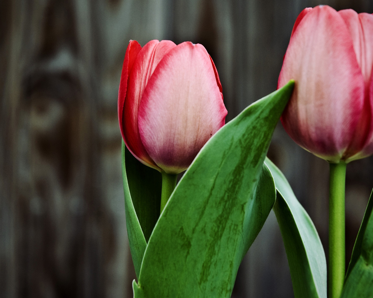 Два тюльпана