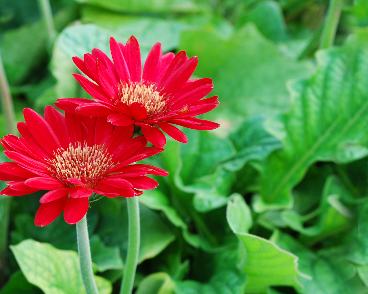 Два ярких цветка