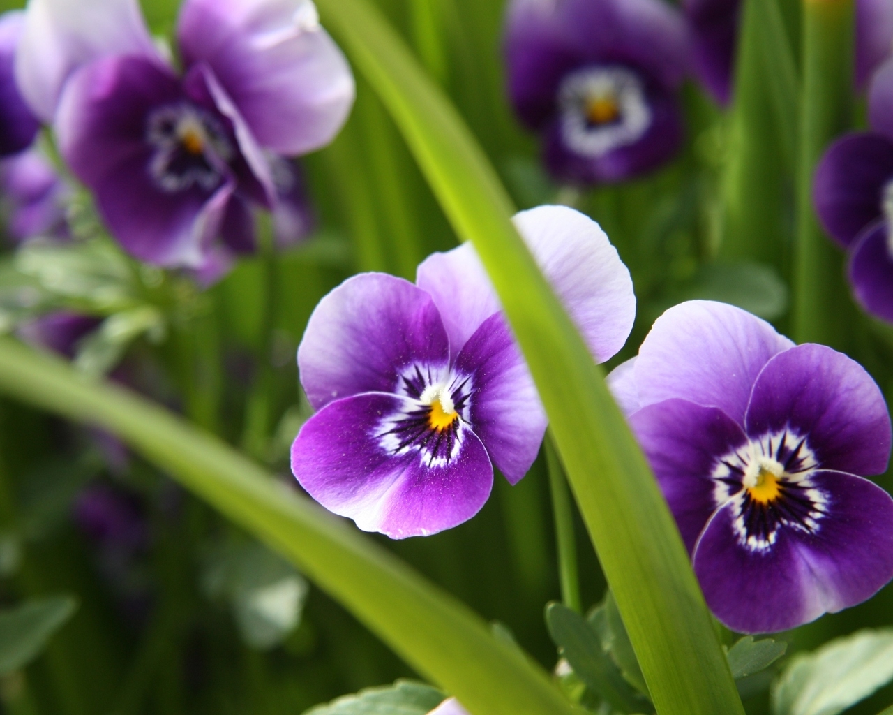 Фиалка трёхцветная