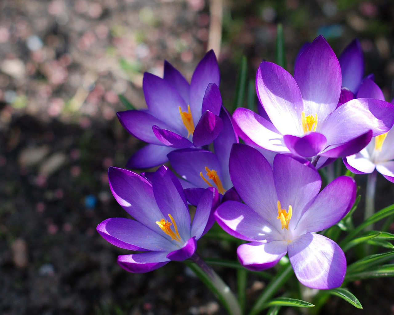 Фиолетовые крокусы