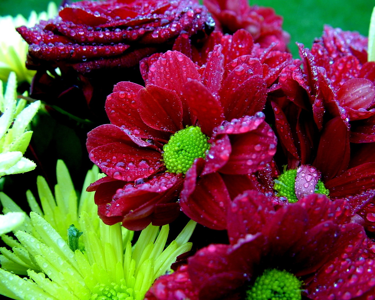 Мокрый букет