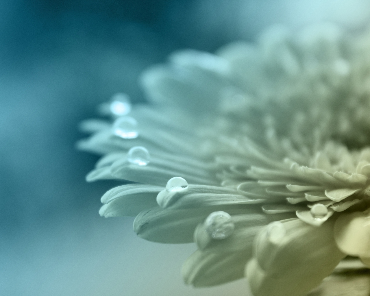 Белый цветок