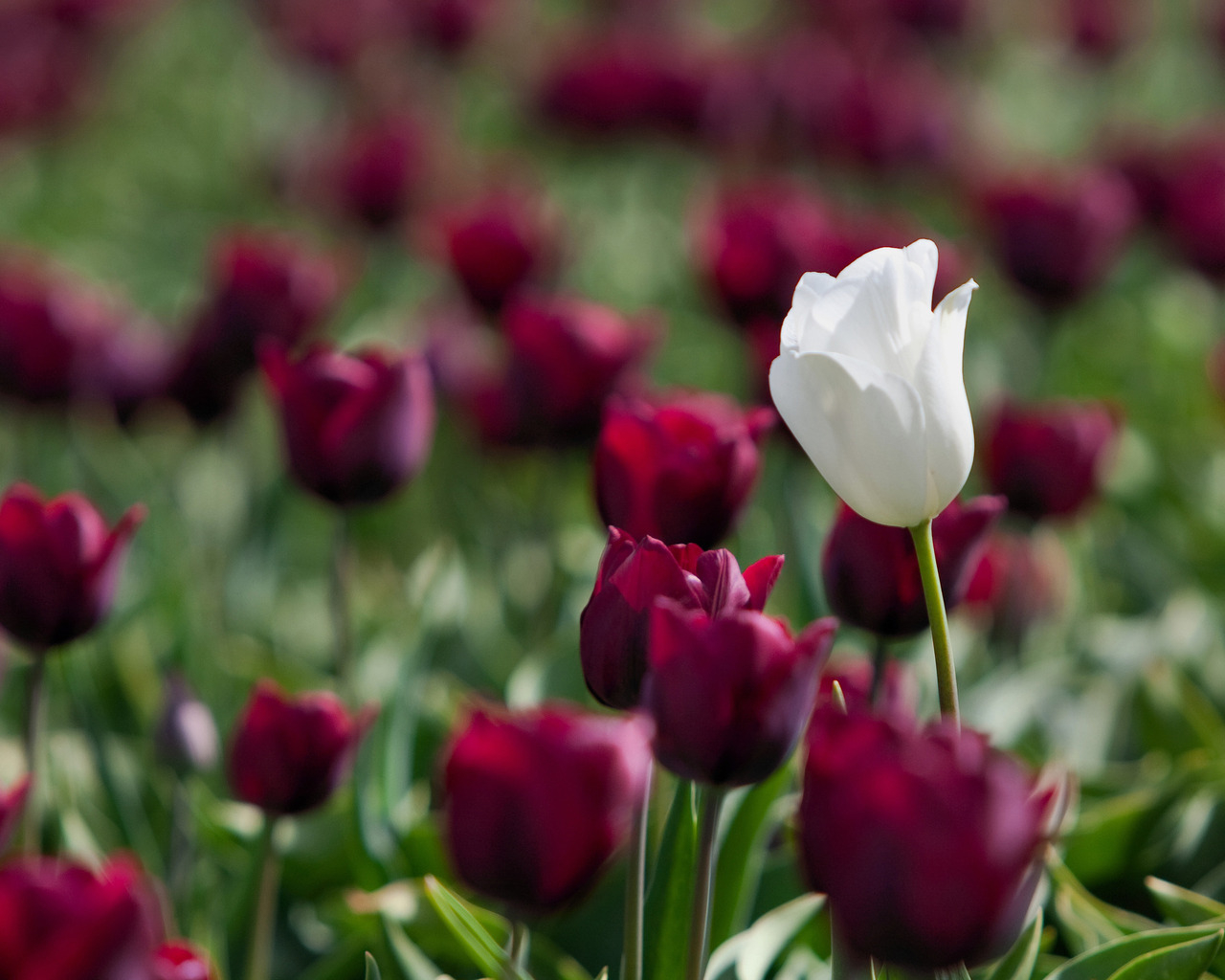 Белый и красный тюльпаны