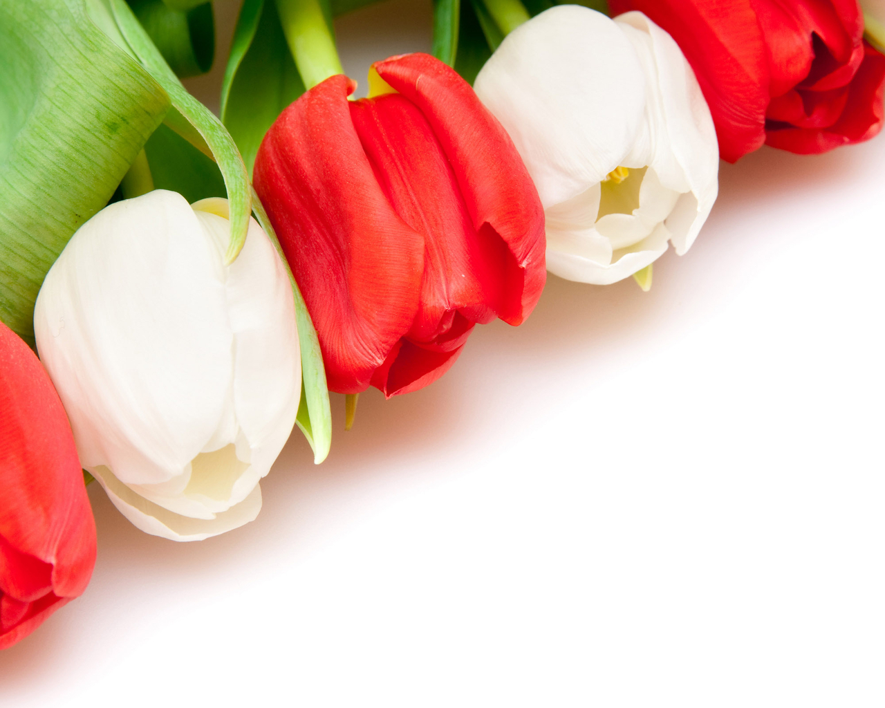 Белые и красные тюльпаны