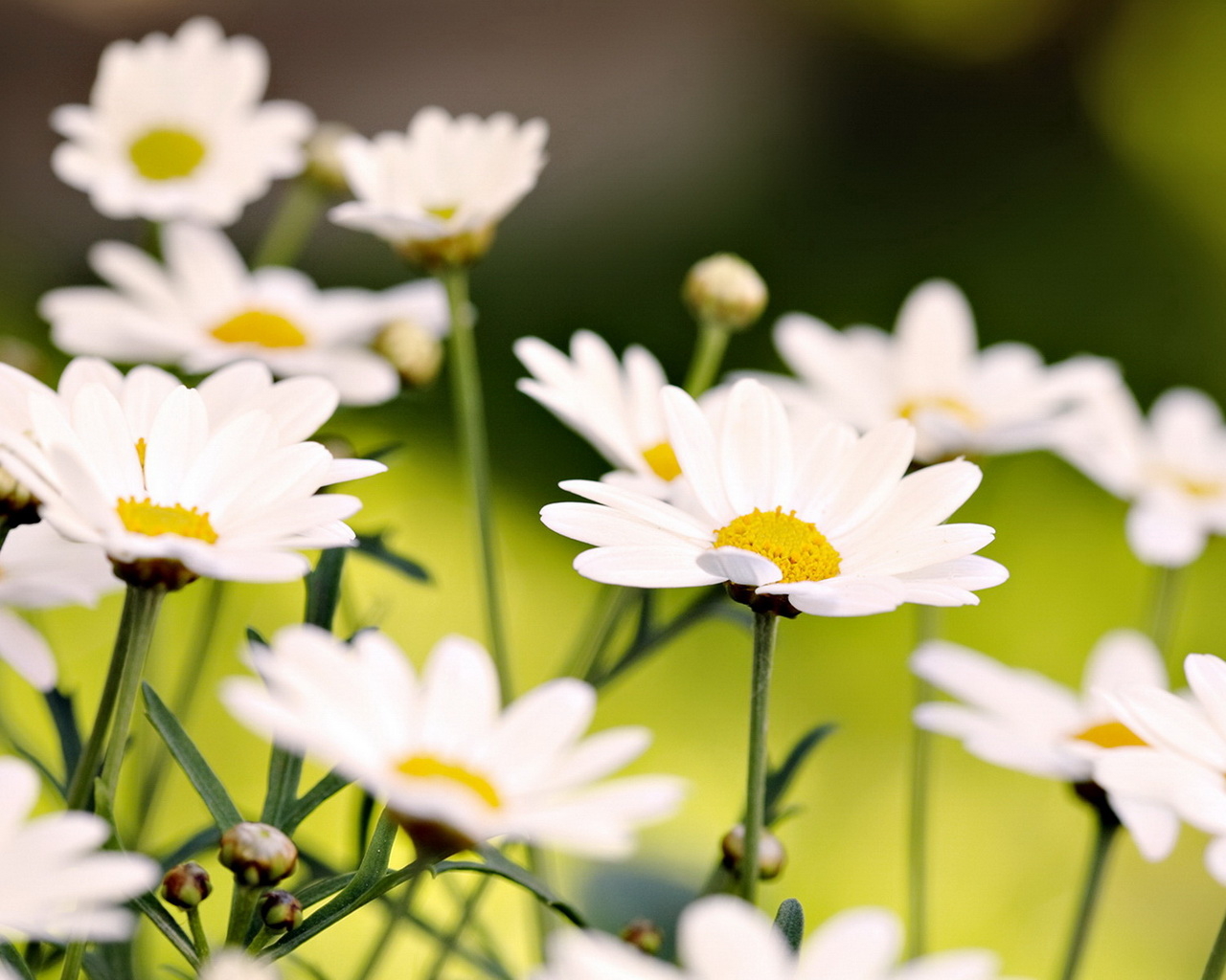 Белые ромашки