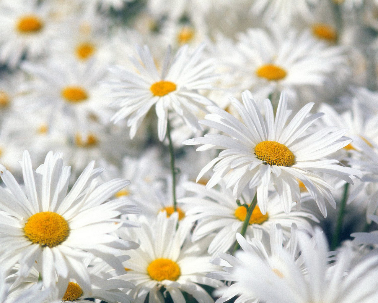 Белые ромашки