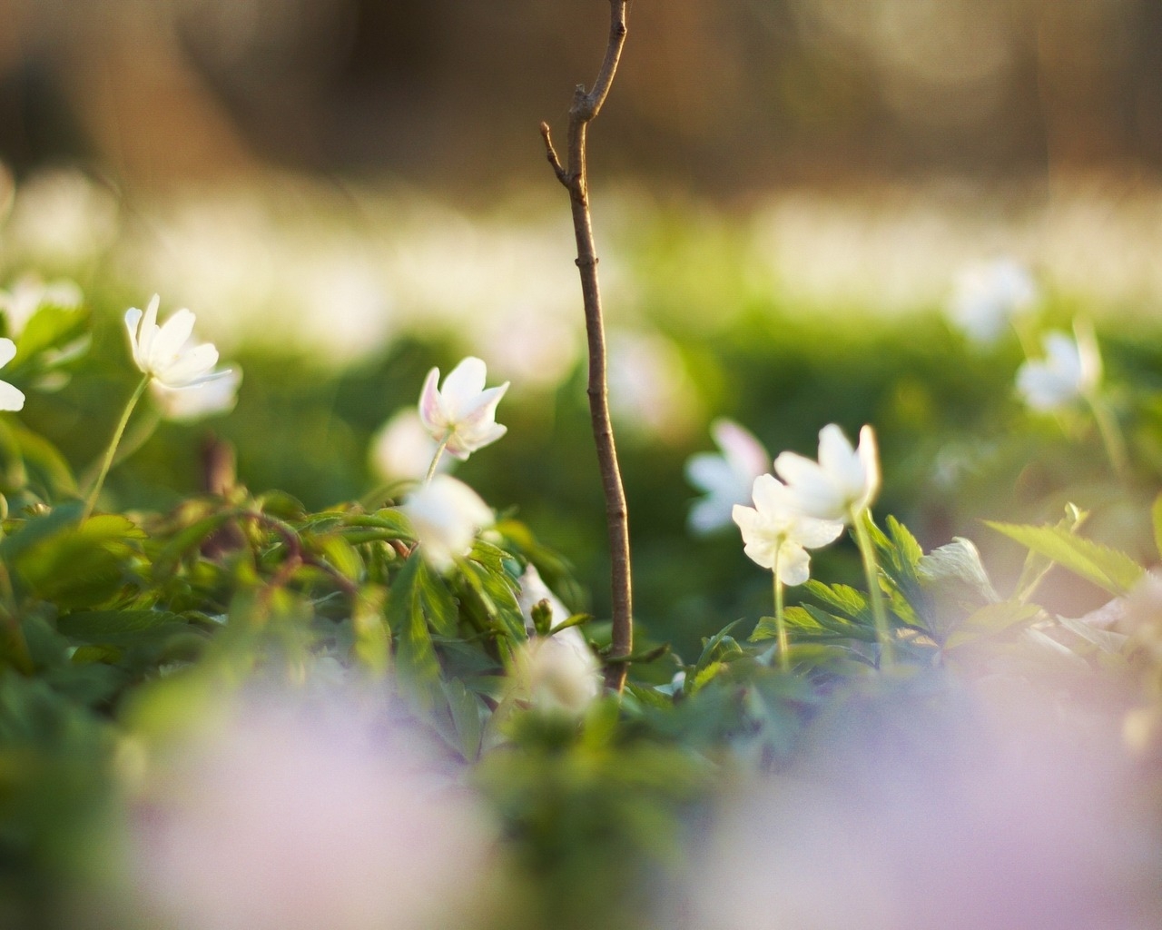 Белые цветочки