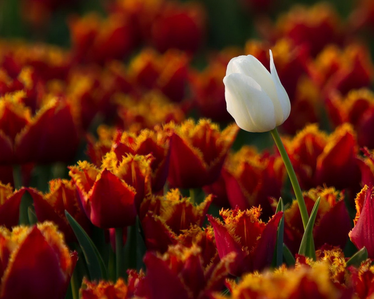 Белый тюльпан