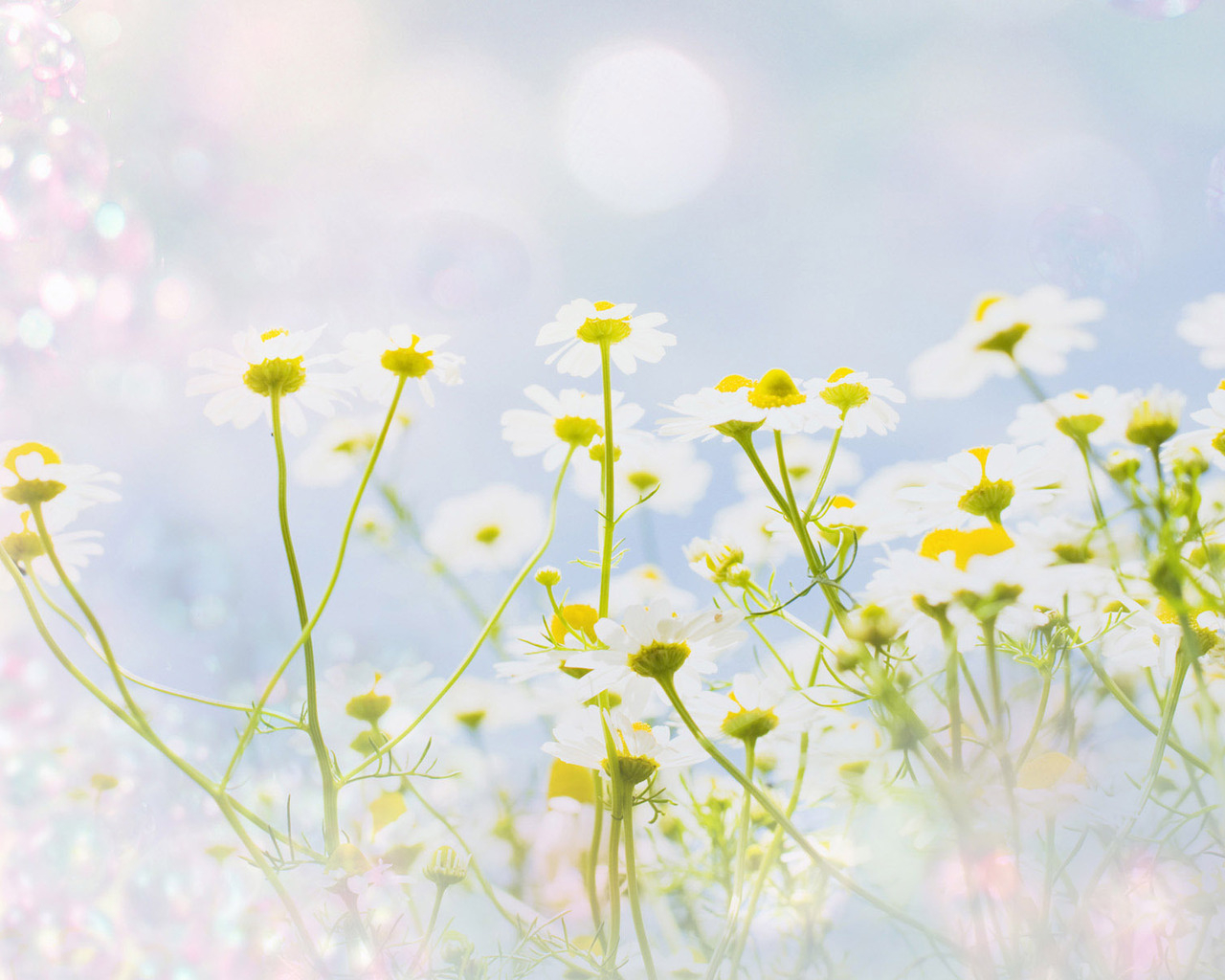 Полевые ромашки