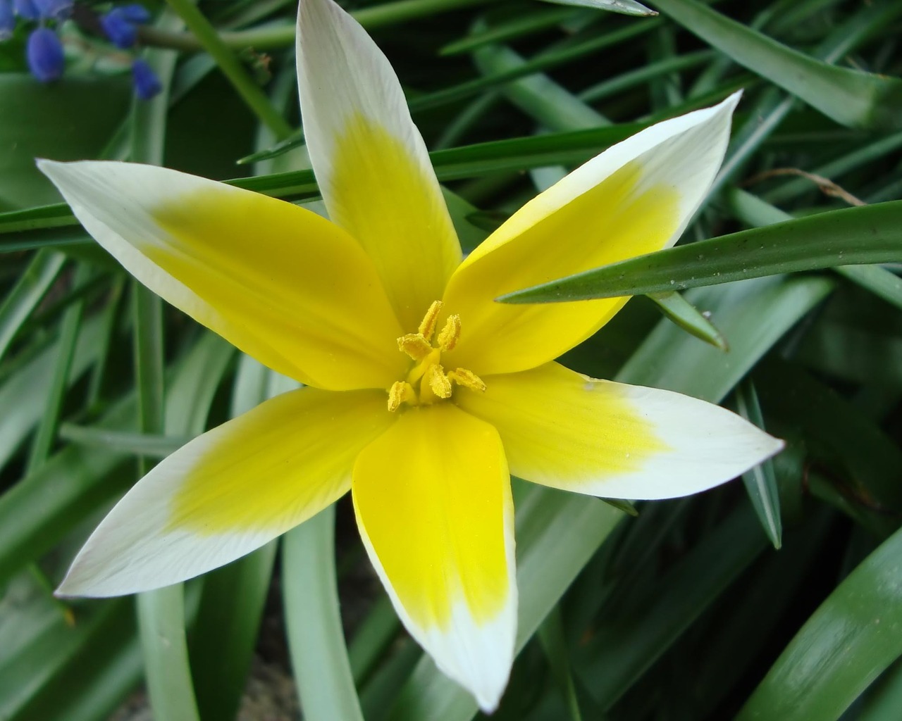 Желто-белая звездочка