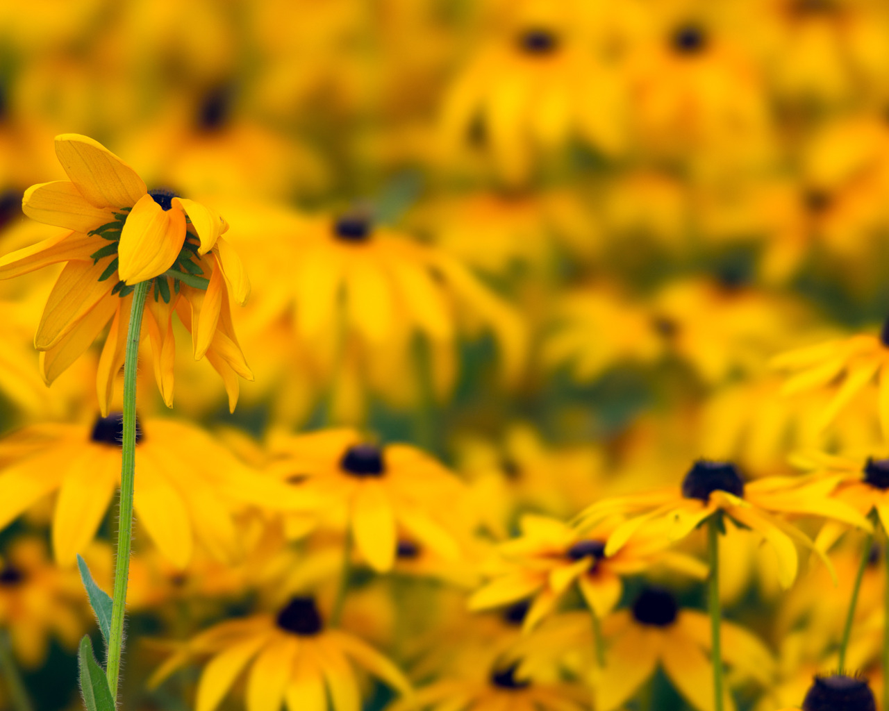 Желтые ромашки