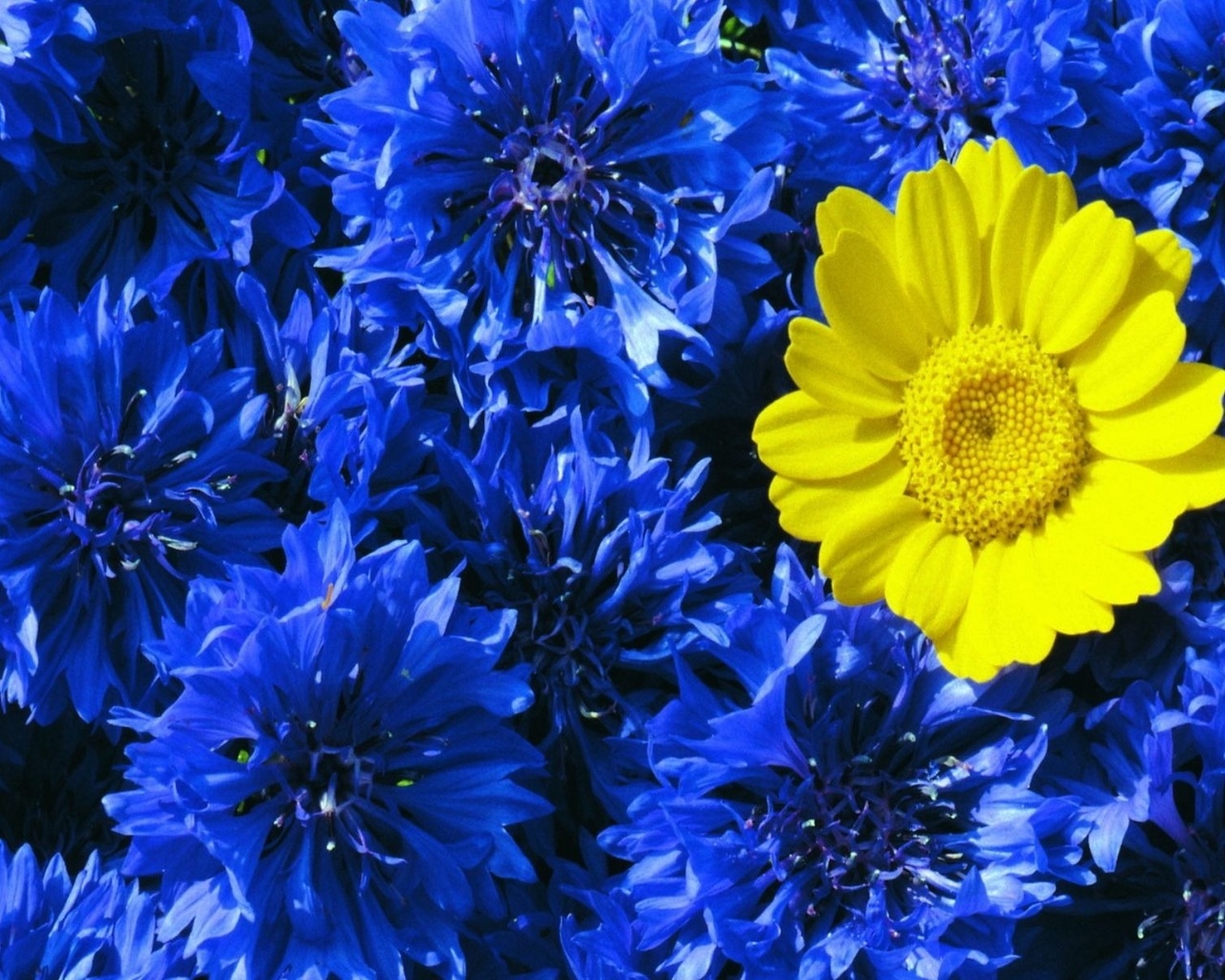 Среди васильков