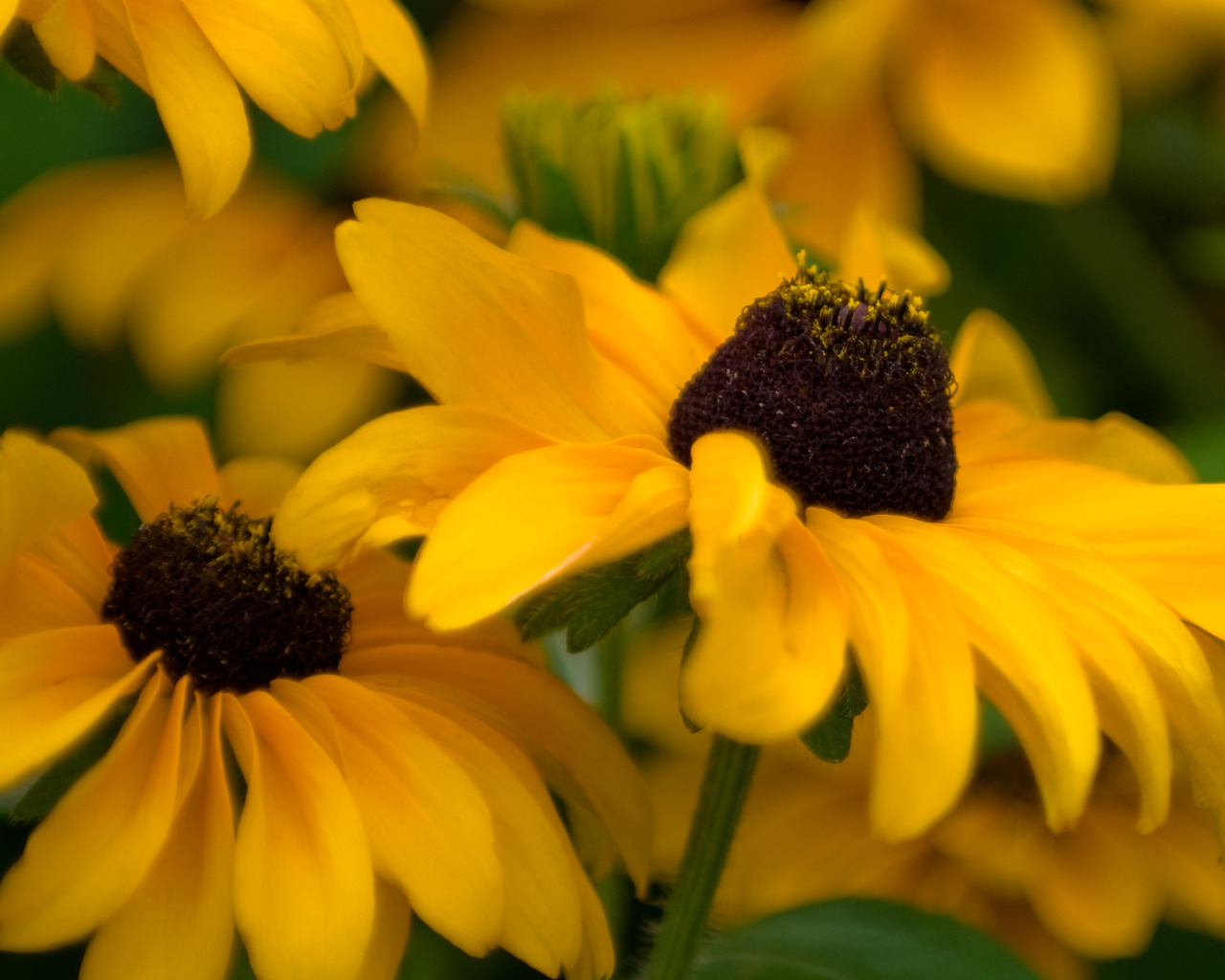 Желтые цветочки