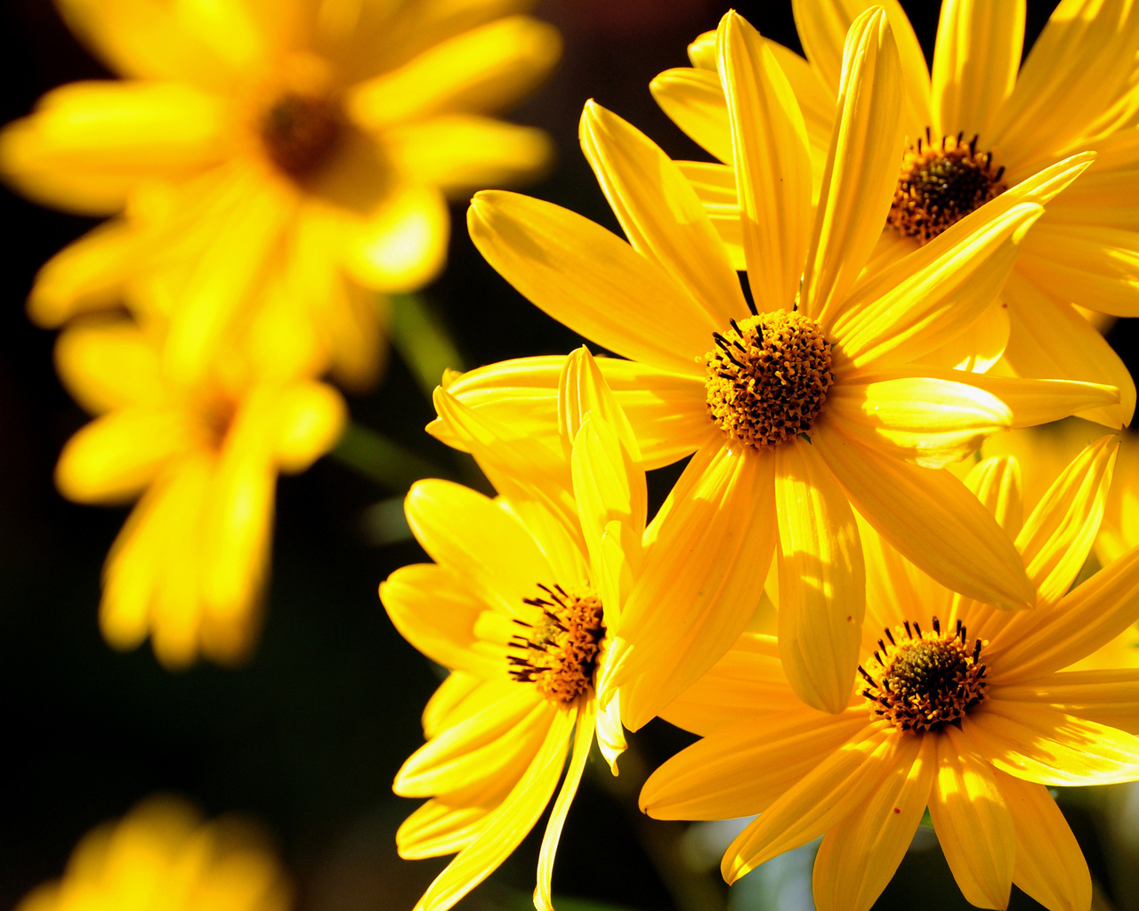 Желтые цветы