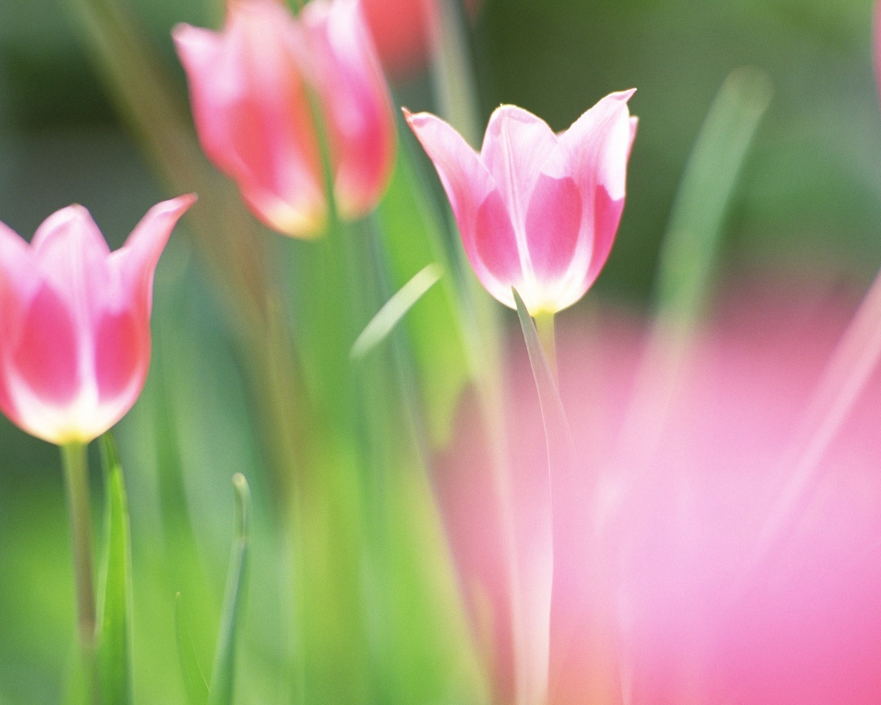 красивые тюльпаны