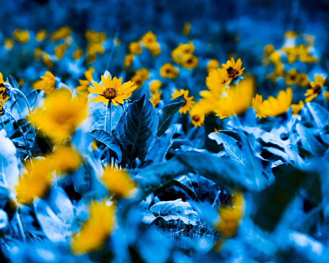 Среди синих листьев