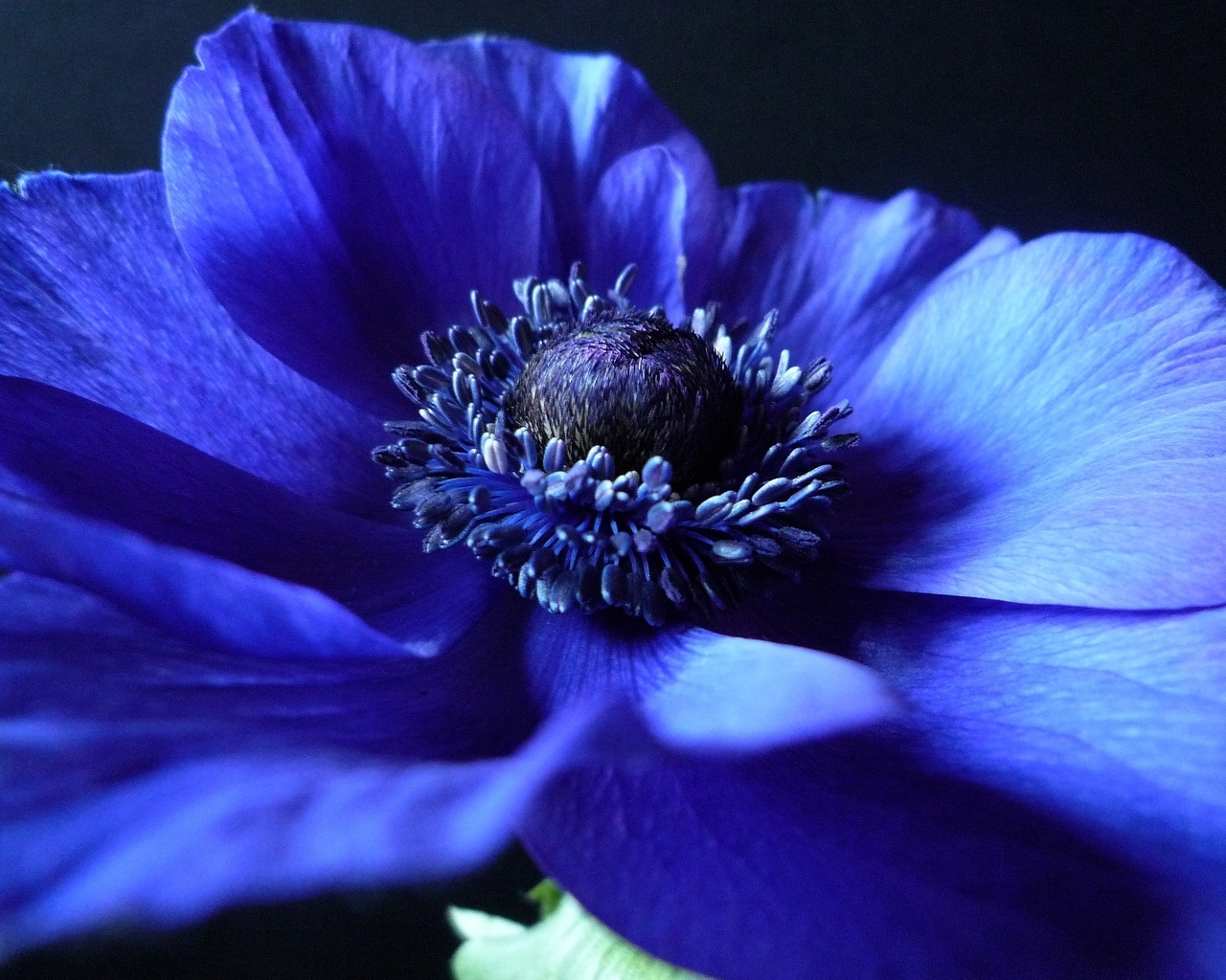 Синий Анемон