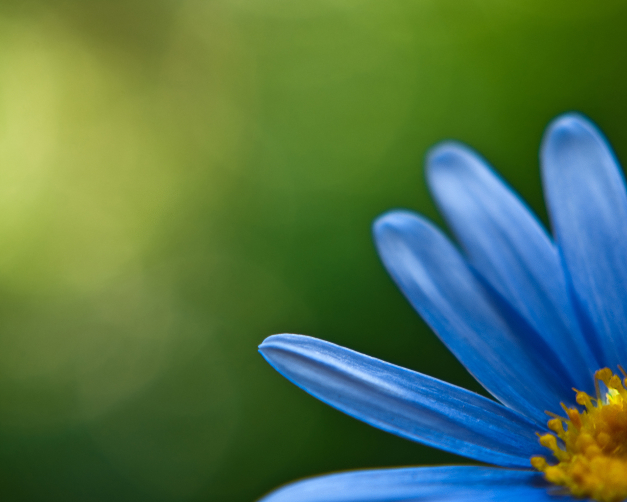 Голубой цветок