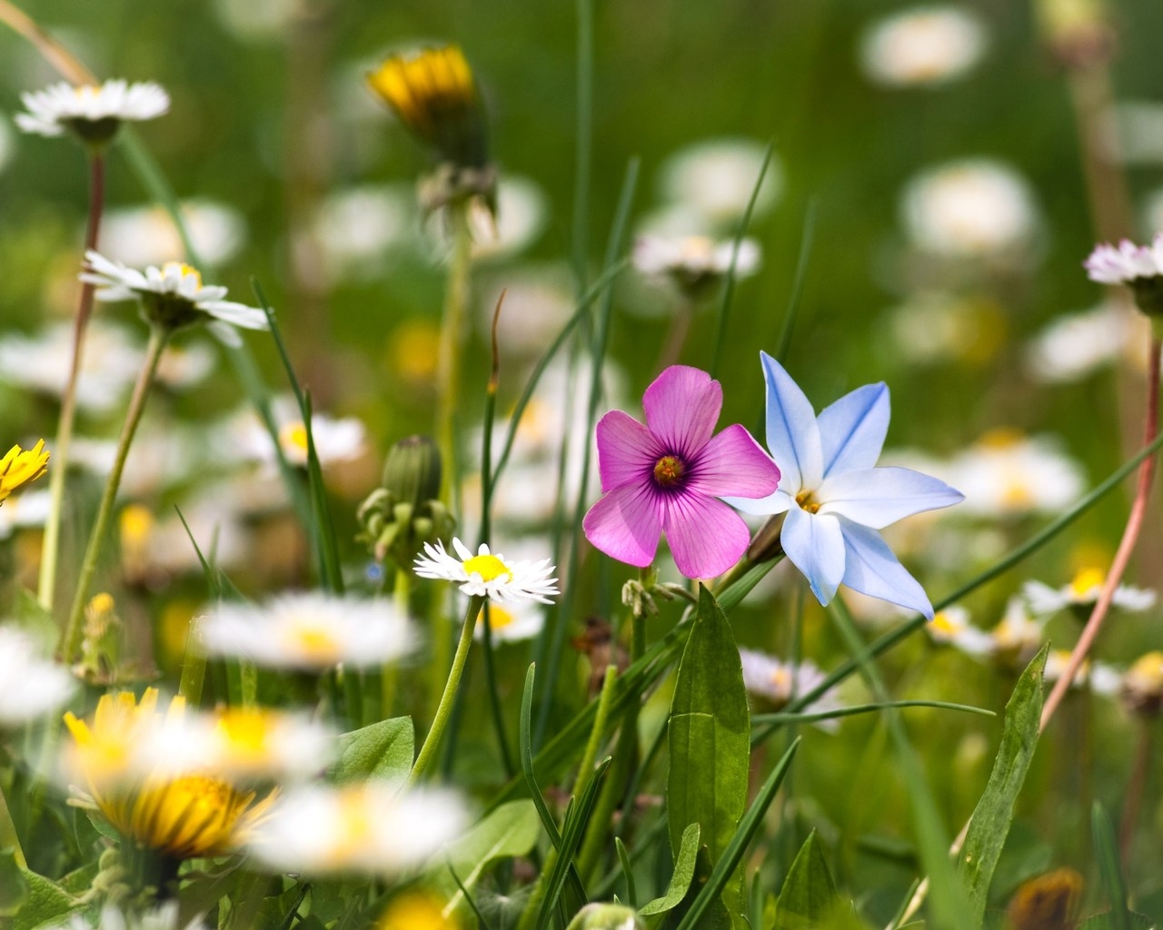 Цветы полевые
