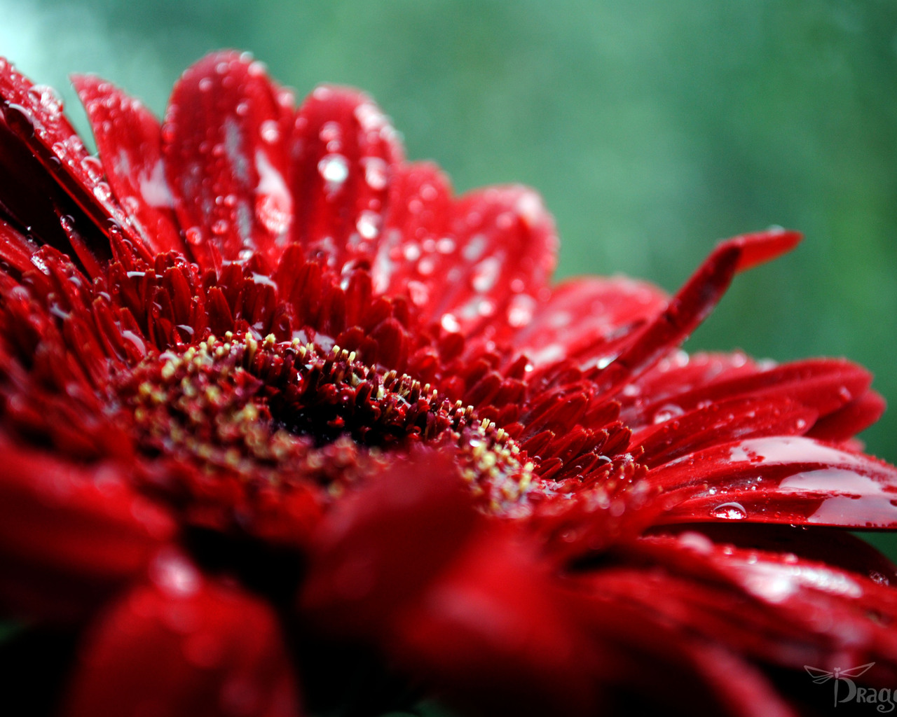 макро Гербера