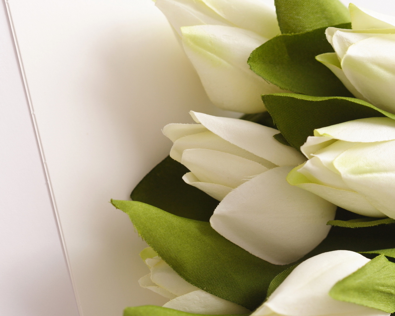 Белые тюльпаны