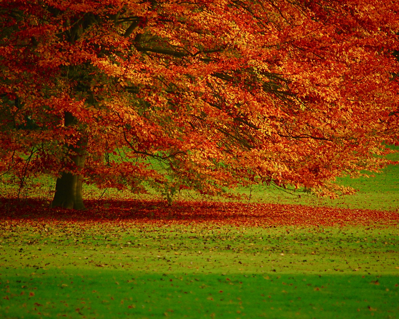 Осенняя листва