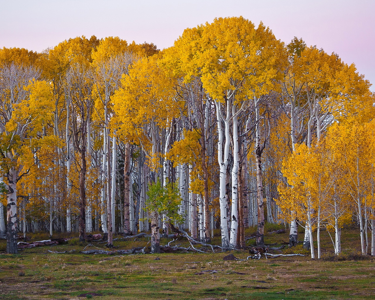 Березовый лес