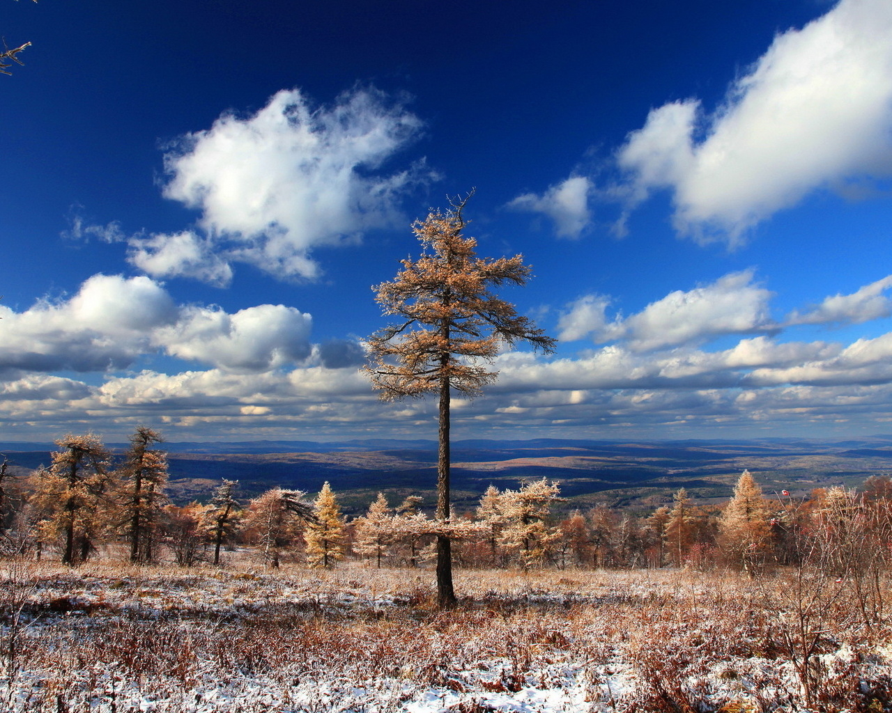 Хвойный лес