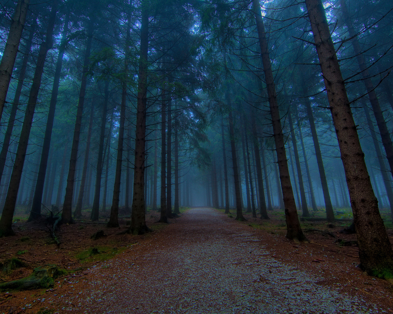 Хвойный лес