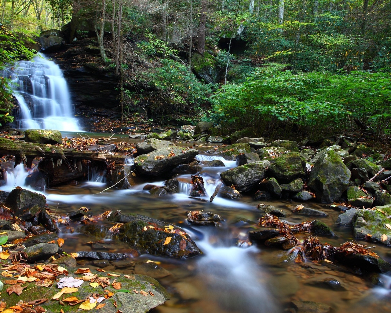 Ручей в чаще леса