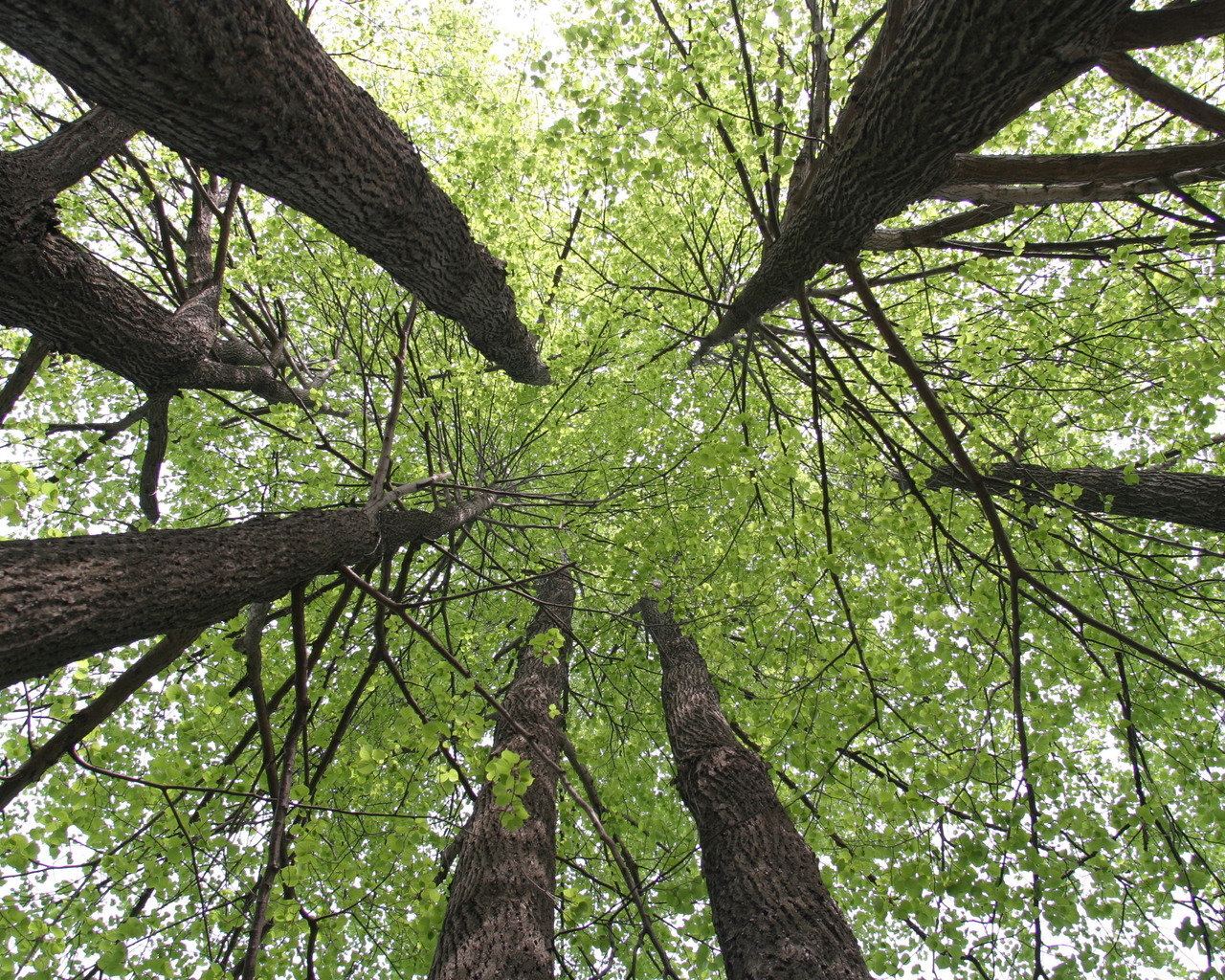 Кроны деревьев