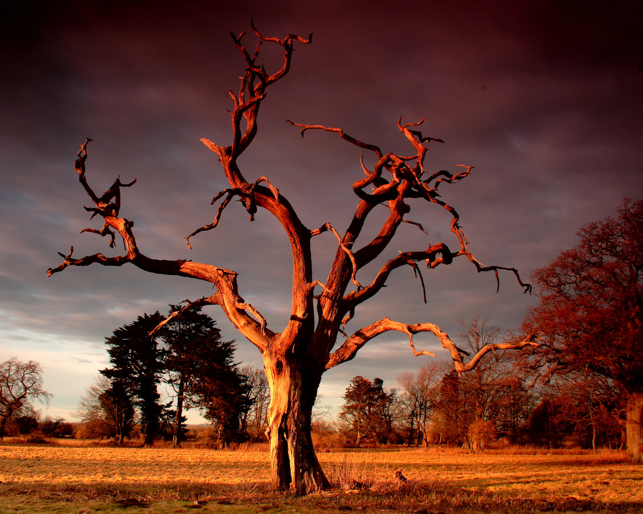 Сухое дерево